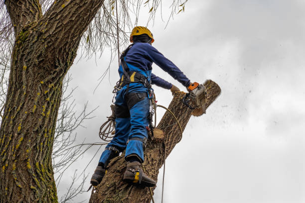 Best Storm Damage Tree Cleanup  in Gateway, AK